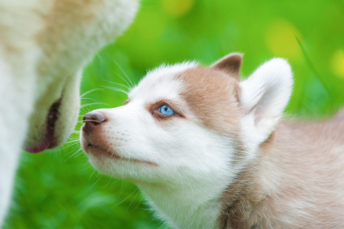 Why These Breeds Steal the Show