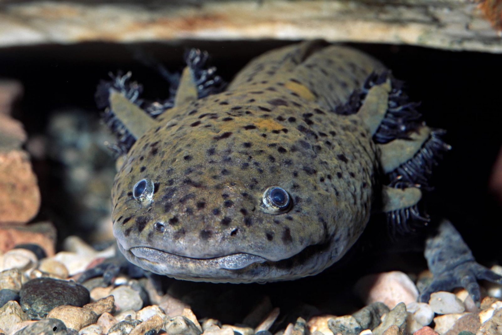 11 Fascinating Axolotl Facts