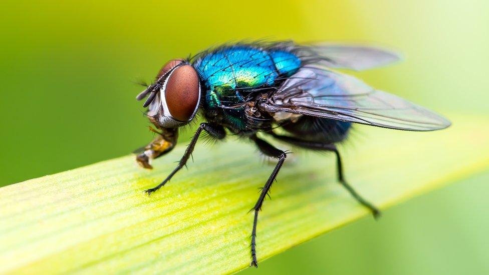 International Year of the Fly: Why Flies Are Important