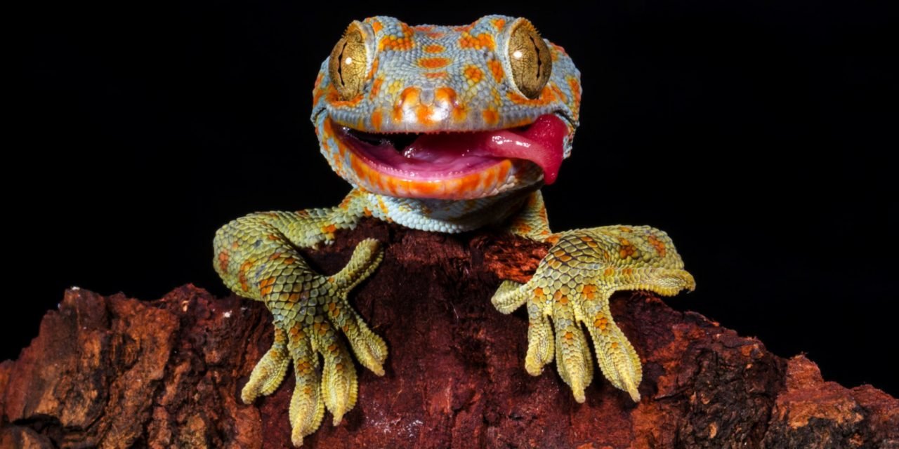 Seven Lizards to Love (Plus Where to See Them in the Wild)