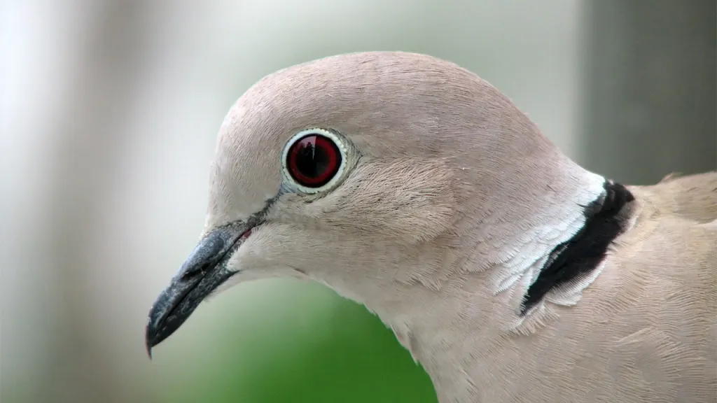Eurasian Collared Dove: Bird Count Documents Rapid Spread