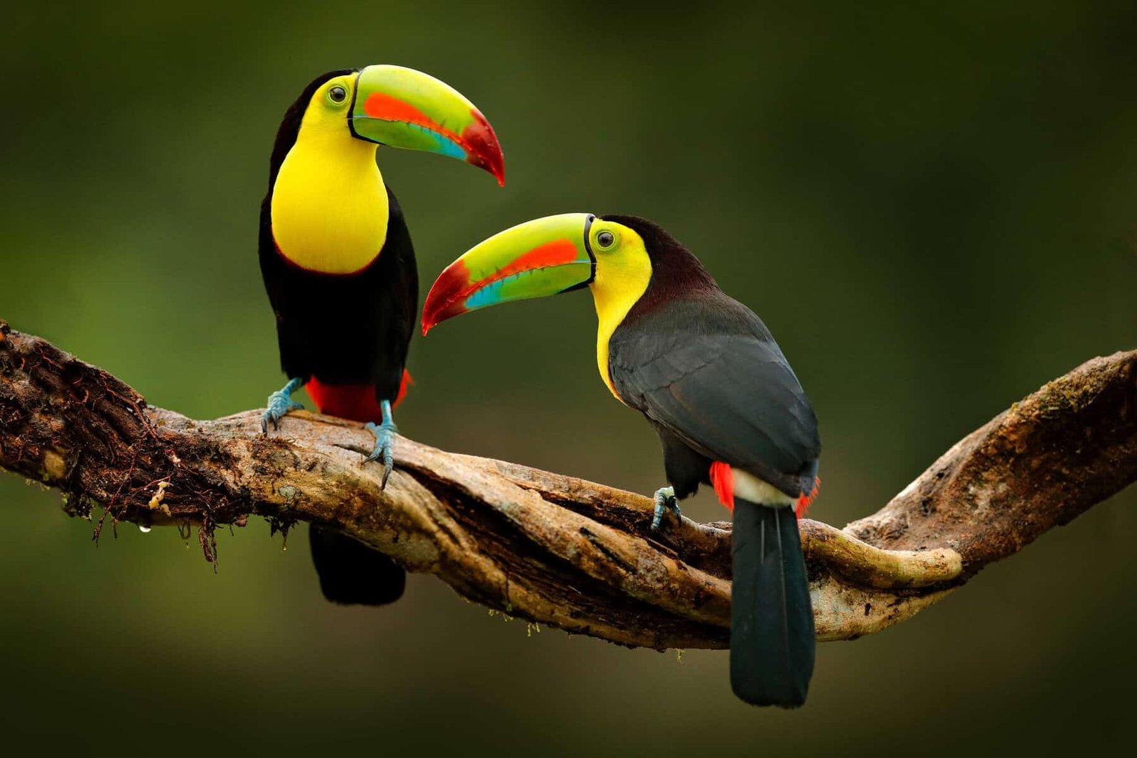 A Guide to the Toucans of Costa Rica