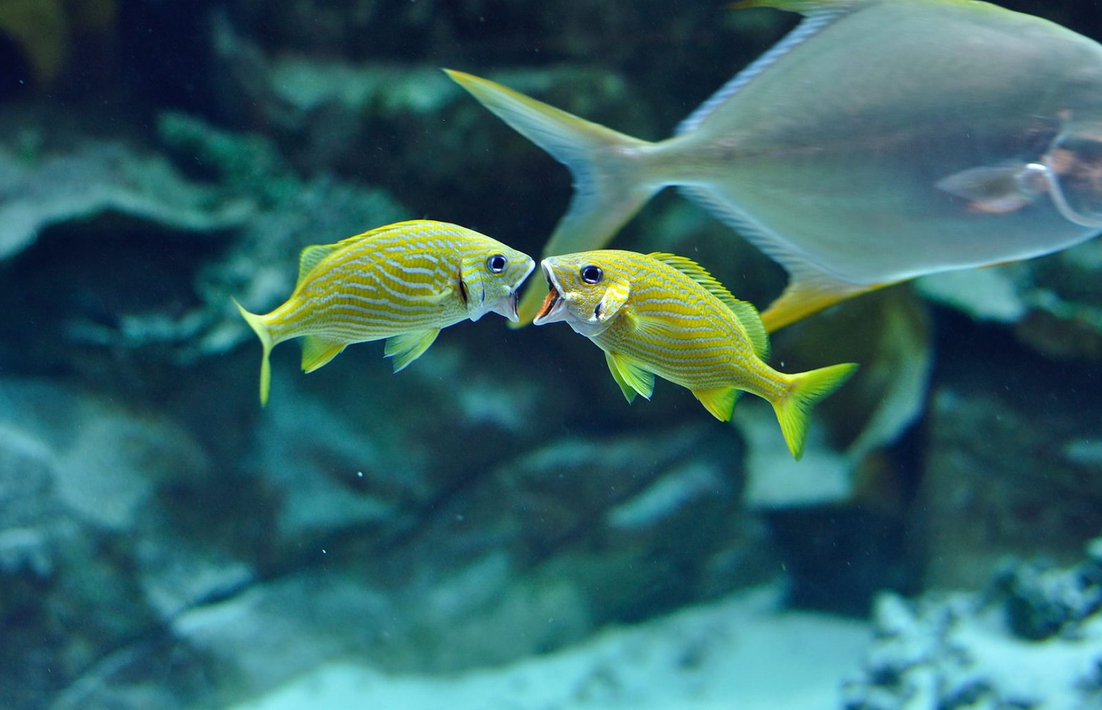 9 Fascinating Fish Facts to Share Far and Wide
