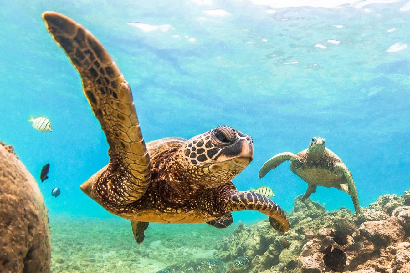 10 Fun Facts About Hawaiian Green Sea Turtles