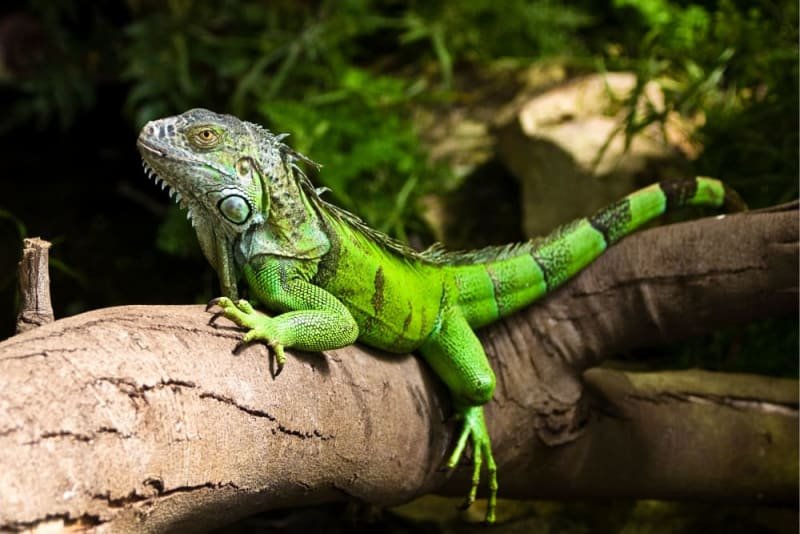 Iguana as a Pet: What You Should Know