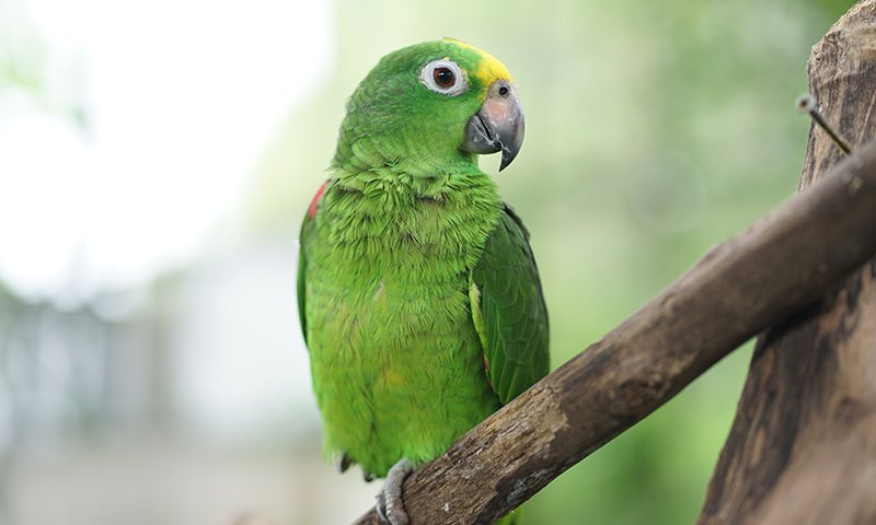 What to Know About Amazon Parrots